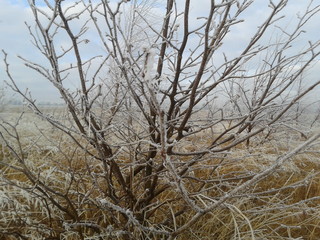 Fototapeta premium Winter branches