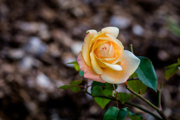 rose valentine champaign orange