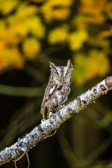 Eastern Screech Owl