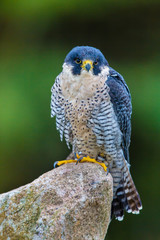 Northern Goshawk