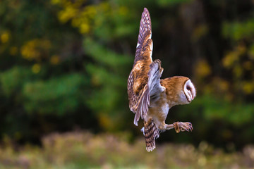 Barn Owl Photos Royalty Free Images Graphics Vectors Videos