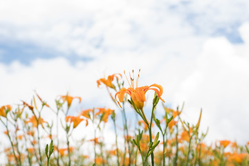 landscape of tiger lily