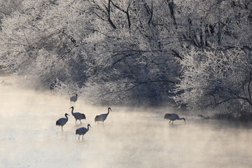 鶴居村のタンチョウ © 雄一 森住