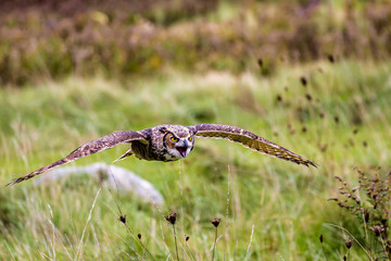 Flying Great Horned Owl