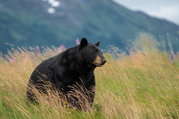 Beautiful Alaska Black Bear sits in a meadow, looking off to the side, with mouth open and tongue...