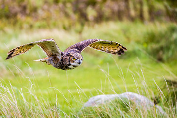 Flying Great Horned Owl