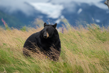 Beautiful Alaska Black Bear sits in a meadow, looking off to the side