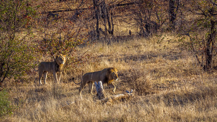 Naklejka na ściany i meble African lion in Kruger National park, South Africa ; Specie Panthera leo family of Felidae