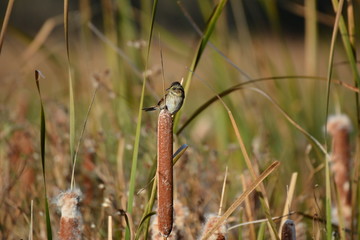 Sparrow in marsh