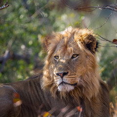 African lion in Kruger National park, South Africa ; Specie Panthera leo family of Felidae