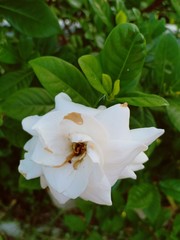 Obraz premium Flower2