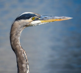 Blue Heron head close up