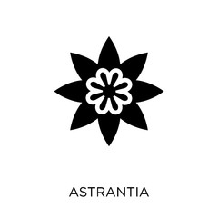 Astrantia icon. Astrantia symbol design from Nature collection.