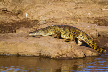 Nile crocodile in Kruger National park, South Africa