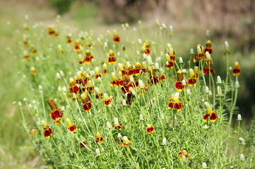 Thimble Flower also known as Mexican Hat, blooms in Texas. Long spindly stems with yellow and...