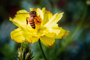 Closeup Bee collecting pollen on yellow cosmos