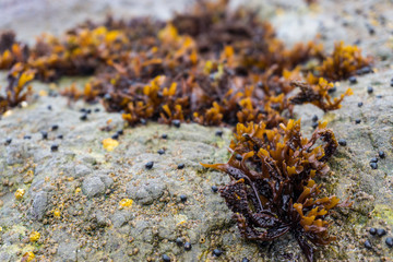 Rocks and Seaweed at Low Tide
