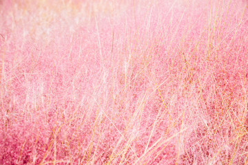 Pink Muhly Grass field texture background