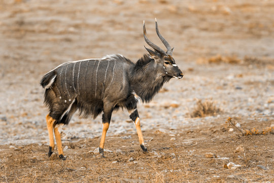 Nyala in Kruger National park, South Africa ; Specie Tragelaphus angasii family of Bovidae