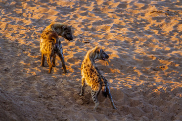 Spotted hyaena in Kruger National park, South Africa ; Specie Crocuta crocuta family of Hyaenidae