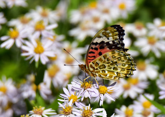 ツマグロヒョウモン裏