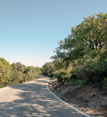 Rural road surrounded by vegetation