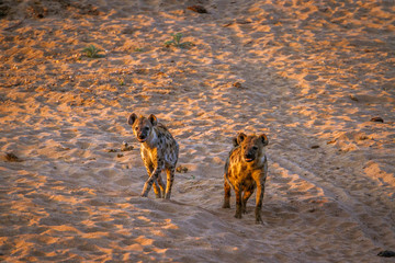 Spotted hyaena in Kruger National park, South Africa ; Specie Crocuta crocuta family of Hyaenidae