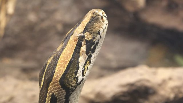 Portrait of python