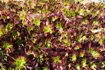 Aeonium arboreum 