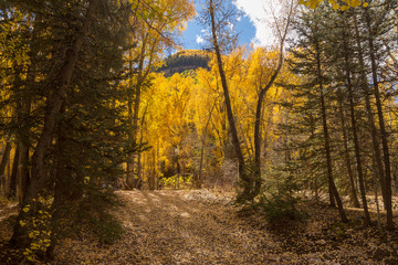 autumn in the forest