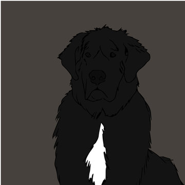 Newfoundland Dog Vector Illustration 