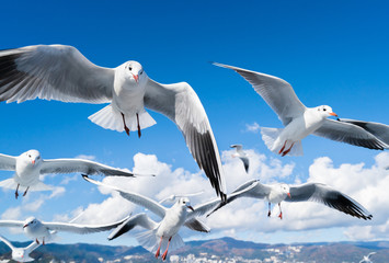空を飛ぶカモメの写真 / 海鳥のイメージ