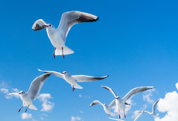 空を飛ぶカモメの写真 / 海鳥のイメージ