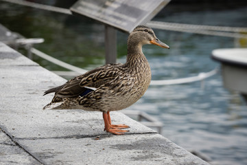 Duck on a Ledge