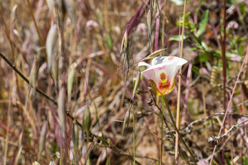 Calochortus superbus