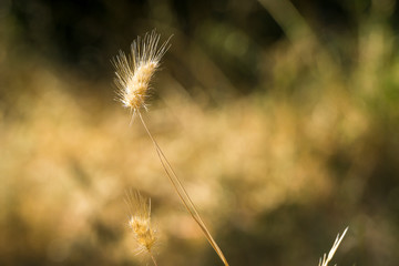 Grass seedhead