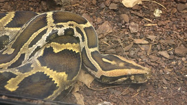 Asian python snake resting still on ground waits to attack prey by ambush
