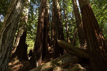 Redwood Trunks and Fallen Tree