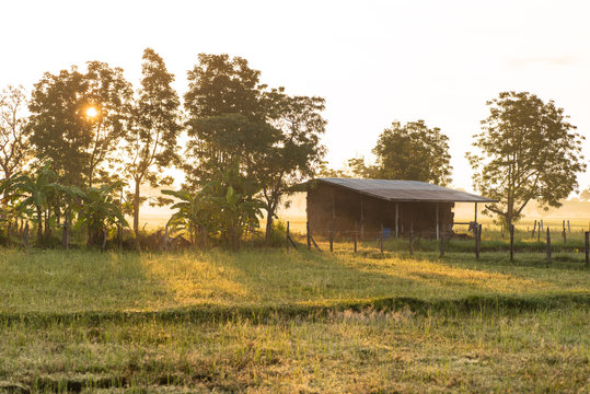 Rural scene with sunlight in the morning, Nakhonratchasima, Thailand