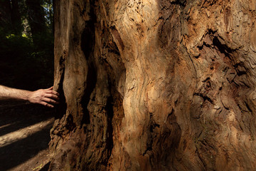 Man Feeling Redwood Trunk