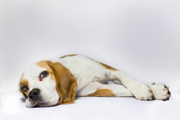 beagle on white