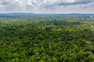 Aerial drone view of the tree canopy of dense tropical rainforest - obrazy, fototapety, plakaty