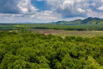 Aerial drone view of large scale deforestation in the rainforest of Borneo to make way for palm oil plantations
