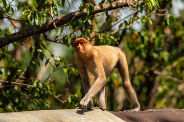 Fototapeta premium Proboscis Monkeys walking across a metal roof in Borneo