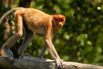Proboscis Monkeys in the mangroves in Sabah, Borneo