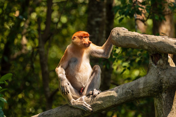 Proboscis Monkeys in the mangroves in Sabah, Borneo