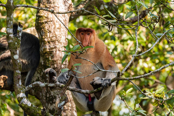 Fototapeta na wymiar Proboscis Monkey in the trees in the tropical rainforest of Borneo