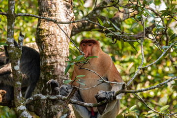 Proboscis Monkey in the trees in the tropical rainforest of Borneo