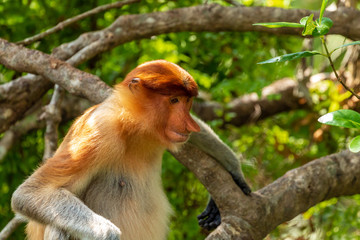 Female Proboscis Monkey in the rainforest of Borneo