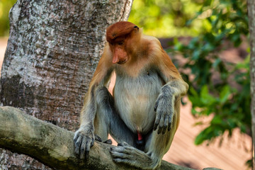 Proboscis Monkeys in the forests of Borneo
